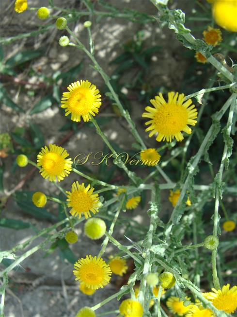  Capitula